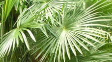 Chinese Windmill Palm